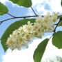Prunus padus 'Watereri' blad